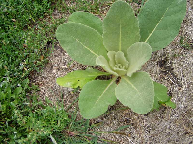 Summer Annual Weeds (and Biennials)